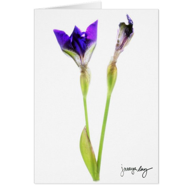 "Iris" door J. Maya Luz (Voorkant)