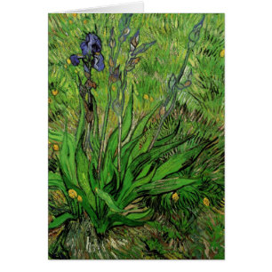 Iris door Vincent van Gogh, Oude Tuinbloemen