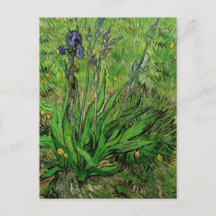 Iris door Vincent van Gogh, Oude Tuinbloemen Briefkaart