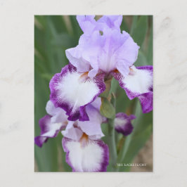 Iris "Eagle Flight" (Briefkaart) ポ カ ー ド Briefkaart