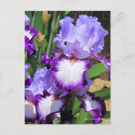 Iris "Eagle Flight" (Briefkaart) ポ カ ー ド Briefkaart