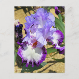 Iris "Eagle Flight" (Briefkaart) ポ カ ー ド Briefkaart