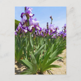 Iris "Eagle Flight" (Briefkaart) ポ カ ー ド Briefkaart