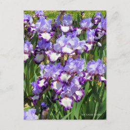 Iris "Eagle Flight" (Briefkaart) ポ カ ー ド Briefkaart