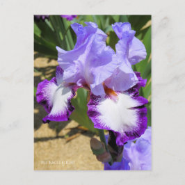 Iris "Eagle Flight" (Briefkaart) ポ カ ー ド Briefkaart