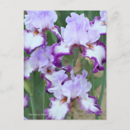 Iris ‘Eagle Flight’ [Postcard] ポストカード Briefkaart
