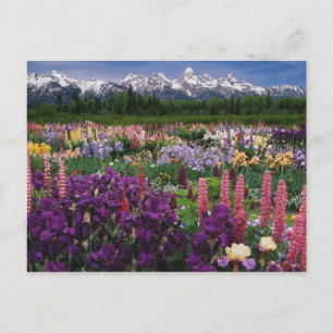 Iris en Lupine garden en Teton Range; Briefkaart