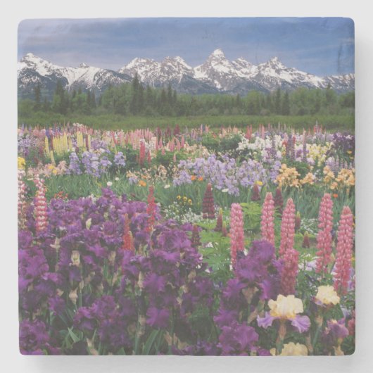 Iris en Lupine garden en Teton Range; Stenen Onderzetter (Voorkant)