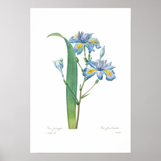 Iris fimbriata poster (Voorkant)