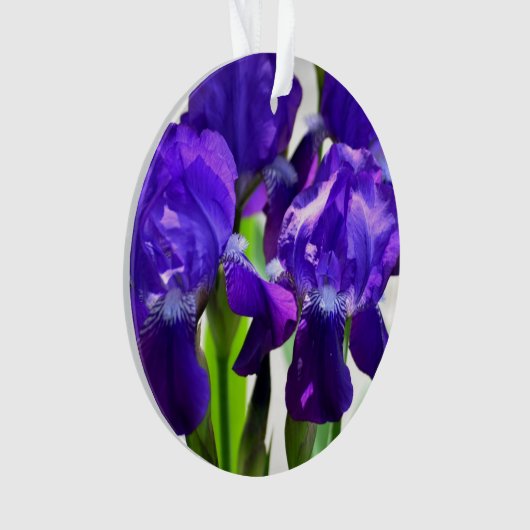 Iris Fleur Iris Violette (devant)