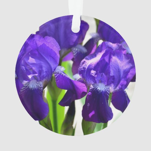 Iris Fleur Iris Violette (dos)