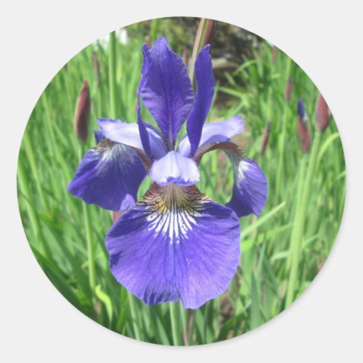 Iris Flower Blue Flag Ronde Sticker (Voorkant)