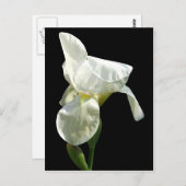 iris Flower Briefkaart (Voorkant / Achterkant)
