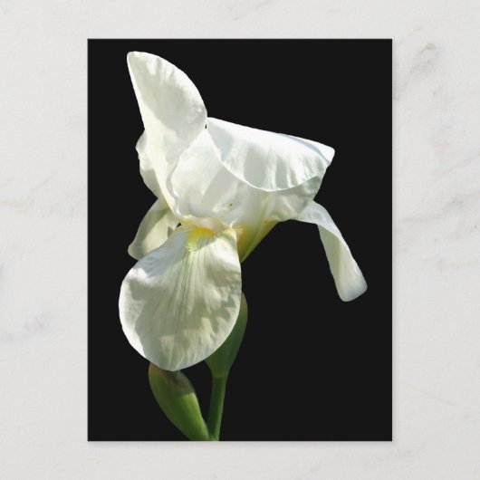 iris Flower Briefkaart (Voorkant)