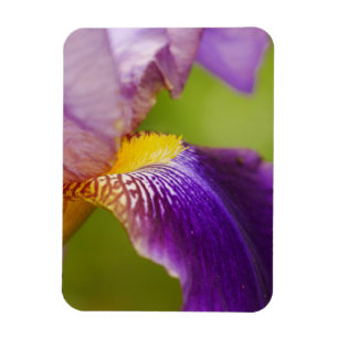 Iris Flower Magnet Magneet
