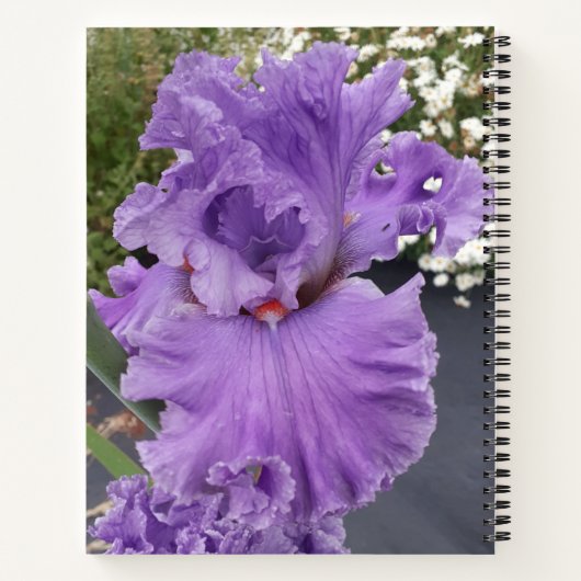 Iris Flower Paars Lavender Lila Schort Notitieboek (Achterkant)