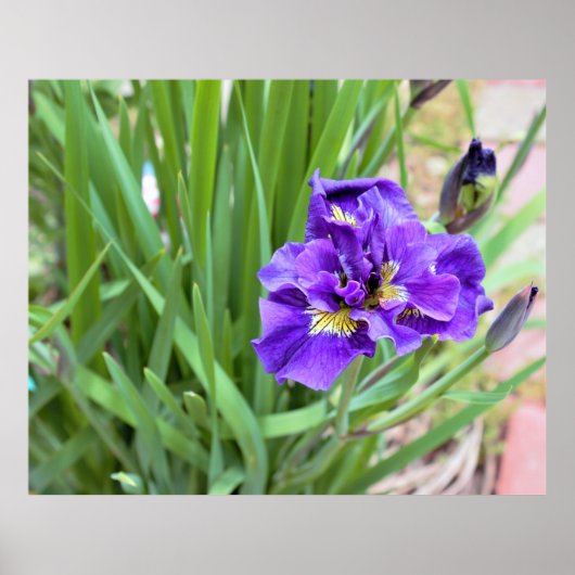 Iris Flower Photo Poster (Voorkant)