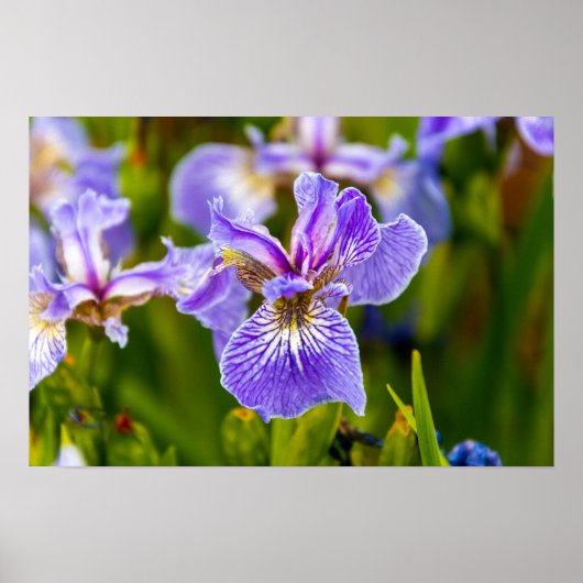 Iris Flower Poster (Voorkant)