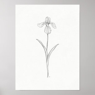 Iris Flower Sketch Print