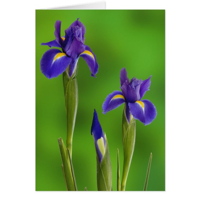 Iris flowers (Devant)