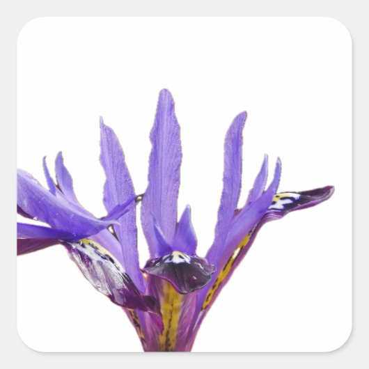 Iris Flowers Sticker (Voorkant)