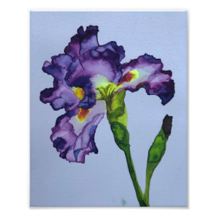 Iris Foto Afdruk