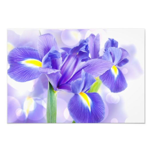 Iris Foto Afdruk (Voorkant)