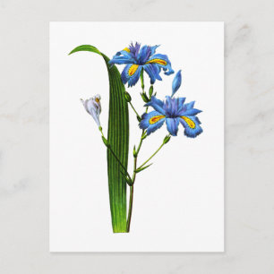 Iris Frangee door Joseph Pierre Redoute Briefkaart