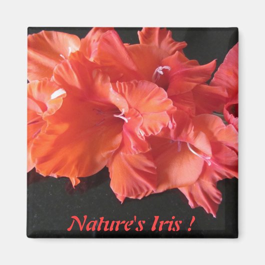 Iris Frig Magnet d'Amber ! (Devant)