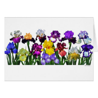 Iris Garden
