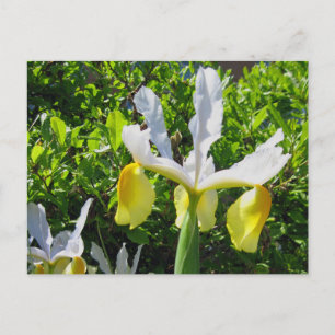 Iris Garden Briefkaart