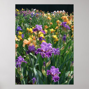 Iris Garden Paars Ises Cottage floral Poster