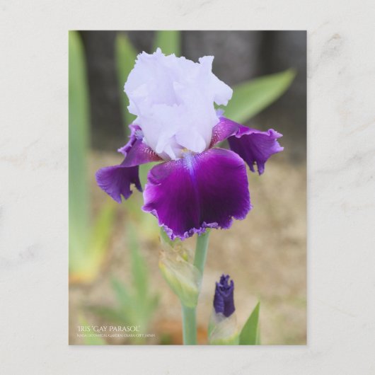 Iris "Gay Parasol" (Briefkaart) Briefkaart (Voorkant)