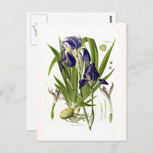 Iris germanica briefkaart (Voorkant / Achterkant)