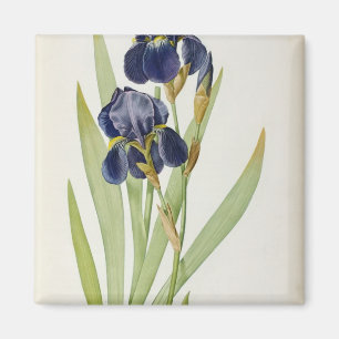 Iris Germanica uit "Les Liliacees", 1805 Magneet