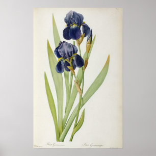 Iris Germanica uit "Les Liliacees", 1805 Poster