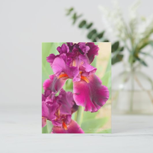Iris 'Gypsy Romance' : Carte Postale (Debout devant)