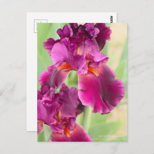 Iris 'Gypsy Romance' : Carte Postale (Devant / Derrière)