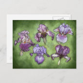 Iris in het Paars Briefkaart (Voorkant / Achterkant)