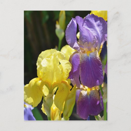 Iris in het voorjaar briefkaart (Voorkant)