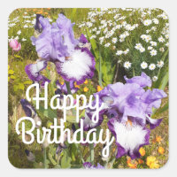 Iris Iriser Paarse Flower Floral Lavender