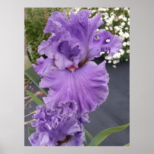 Iris Irises Paars Flower Floral Lavender Poster (Voorkant)