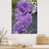 Iris Irises Paars Flower Floral Lavender Poster (Keuken)