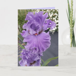 Iris Irisis Paars Flower Floral Birthday Kaart