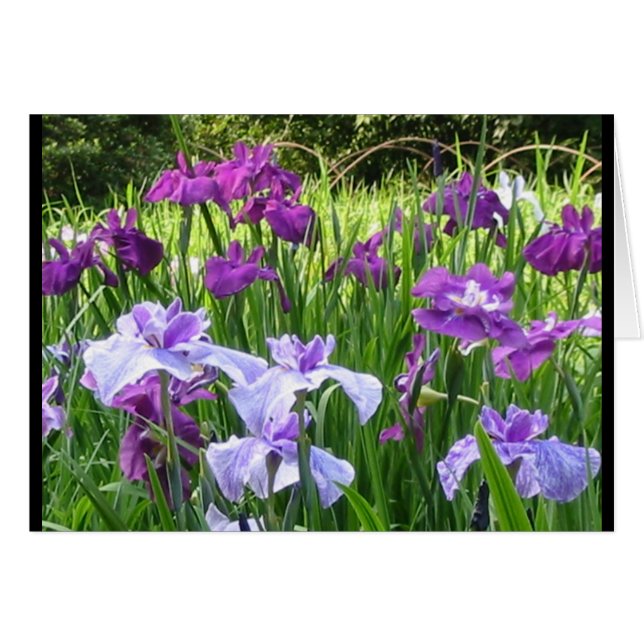 Iris japonais (Devant horizontal)