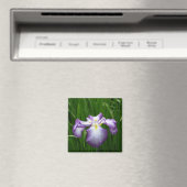 Iris japonais : Japan Magnet (In Situ (Lave-vaisselle))