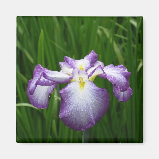 Iris japonais : Japan Magnet (Devant)