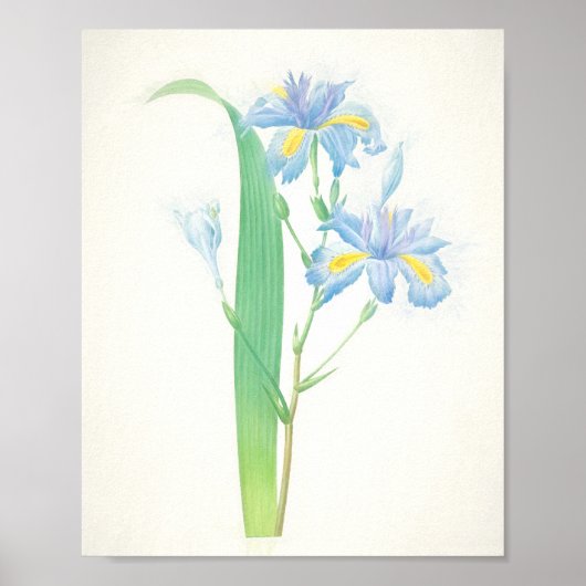 Iris Japonica Art Print (Voorkant)