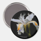 Iris Japonica in de kijker Magneet (Voorkant / Achterkant)