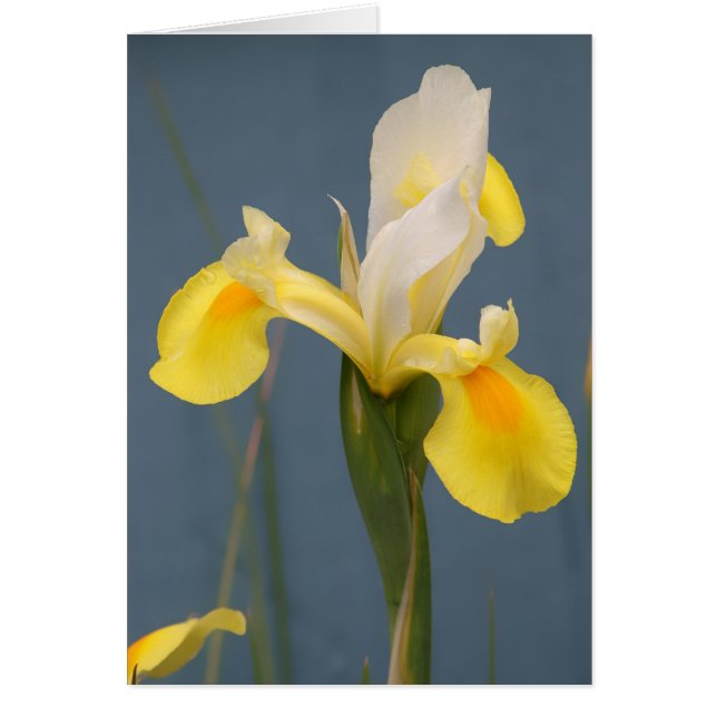 Iris jaune (Devant)